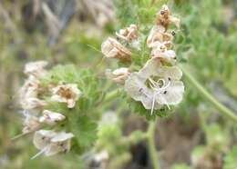 Image of branching phacelia