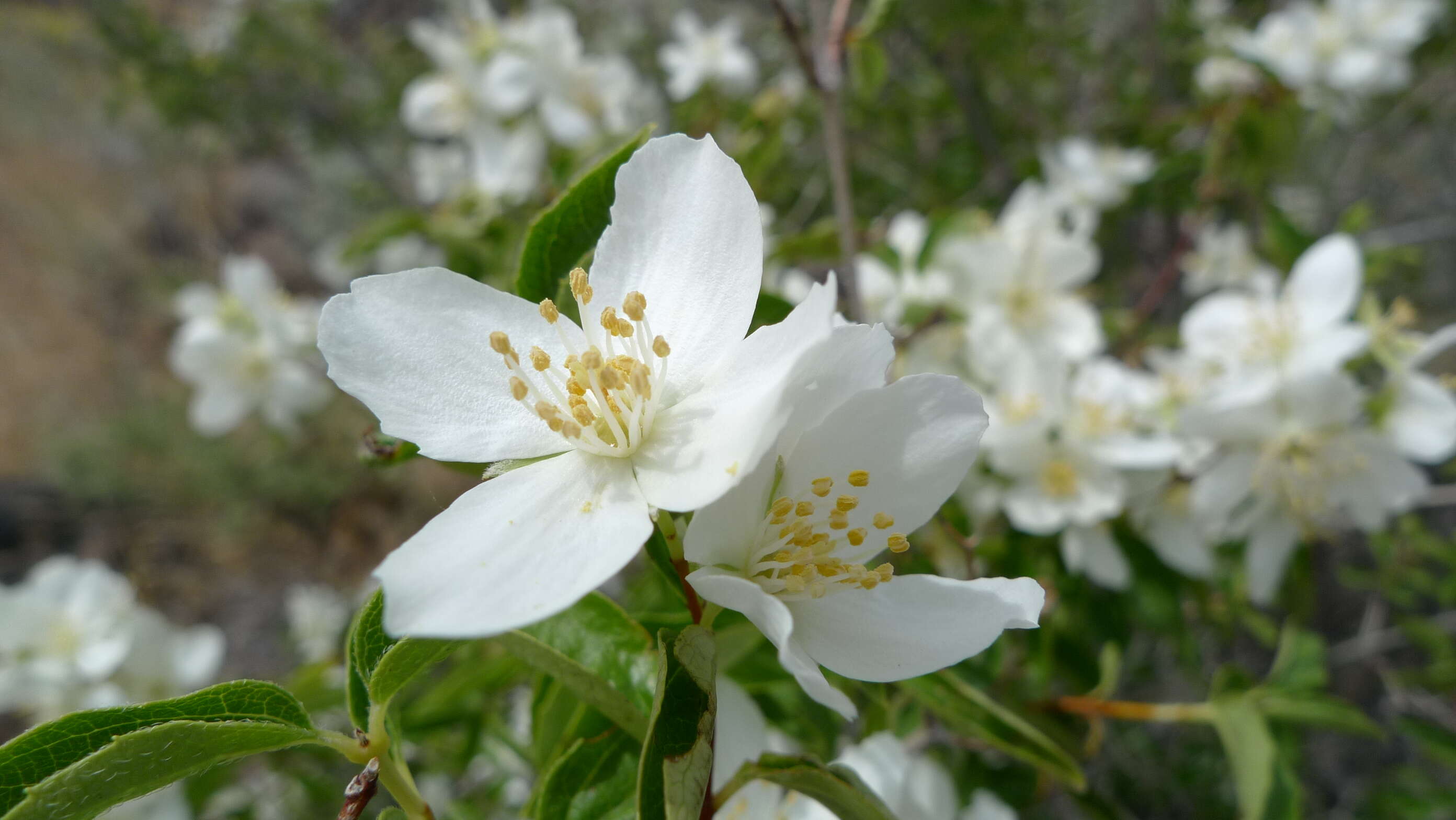 Image of Gordon's Mockorange