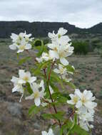 Image of Gordon's Mockorange