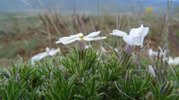 Image of tufted phlox