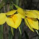 Image de Diuris protena D. L. Jones