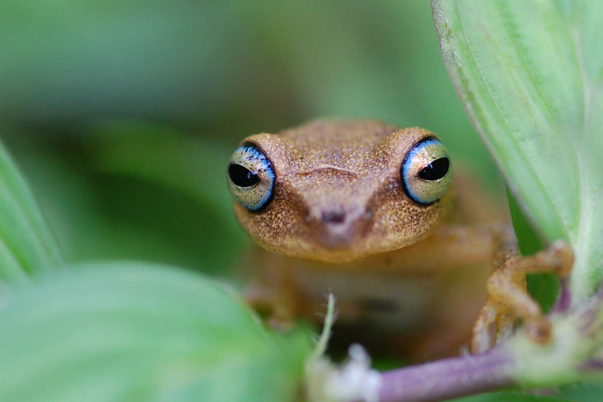 Image de Raorchestes luteolus (Kuramoto & Joshy 2003)