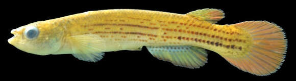 Image of Anablepsoides