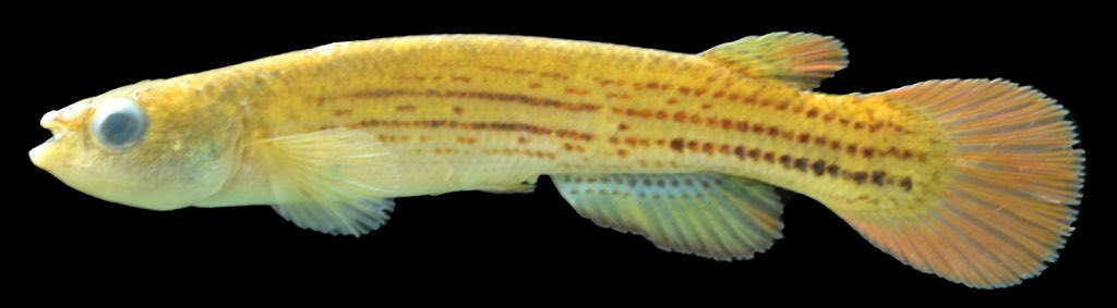 Image of Anablepsoides