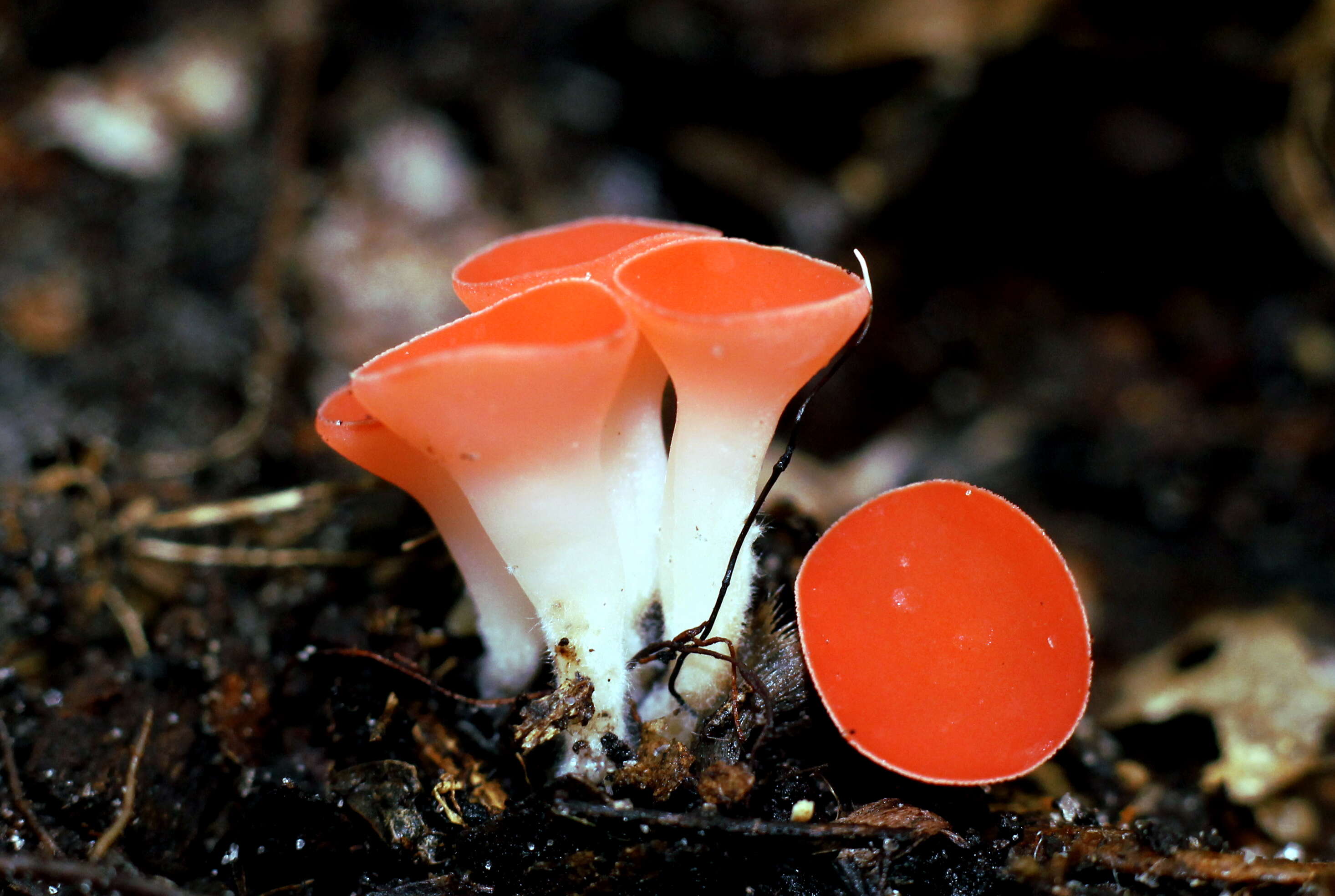 Sivun Sarcoscypha occidentalis (Schwein.) Sacc. 1889 kuva