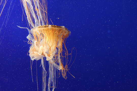 Image of Sea nettle