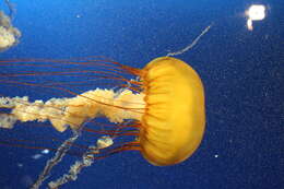 Image of Sea nettle