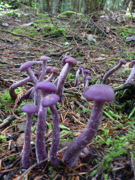 Image of Western Amethyst Deceiver