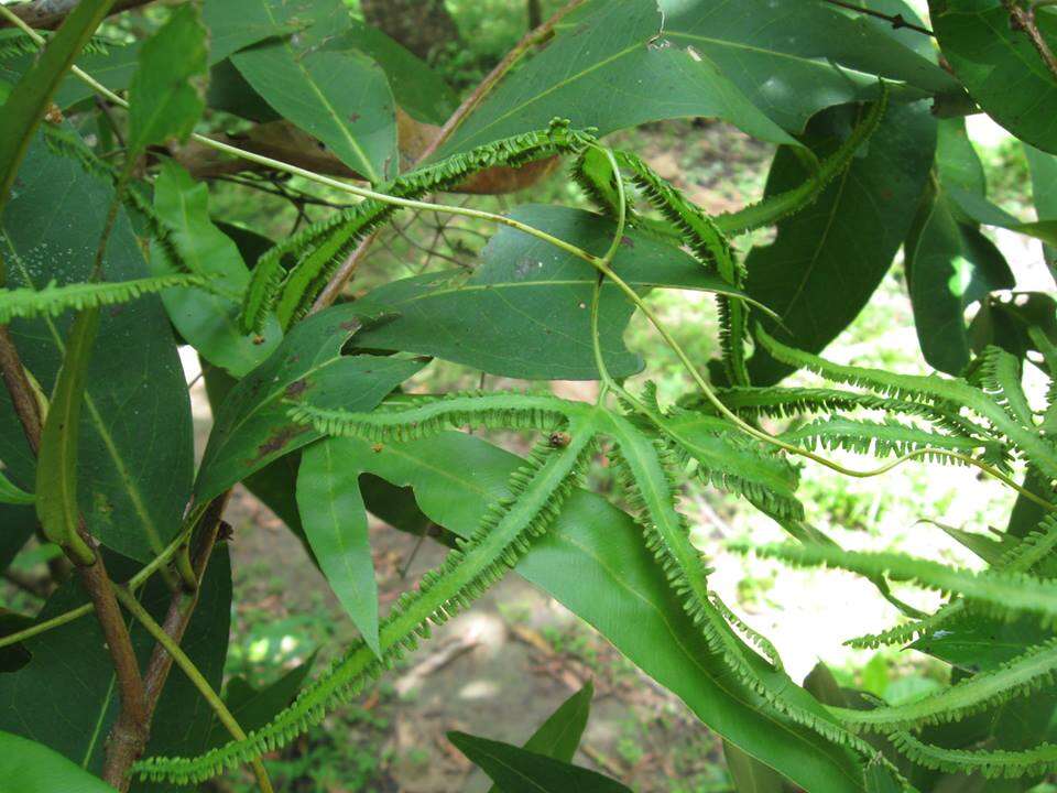 Image of climbing ferns