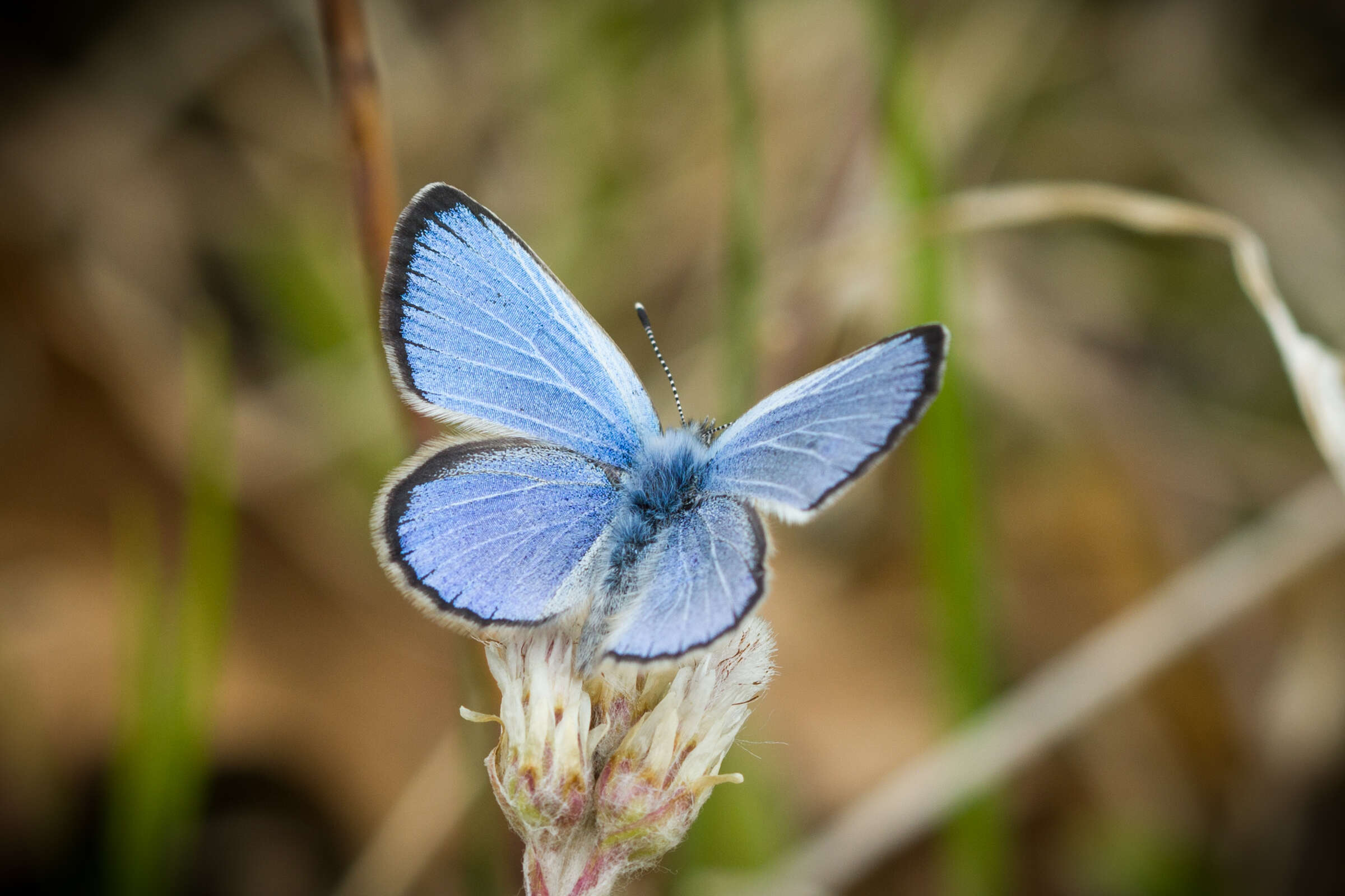 Image of Silvery Blue