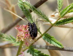 Diabrotica cristata (Harris 1836) resmi