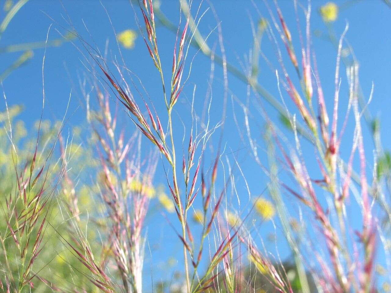 Image of small fescue