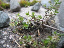 Image of Thyme-leaved Sandwort