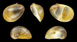 Image of dusky nerite