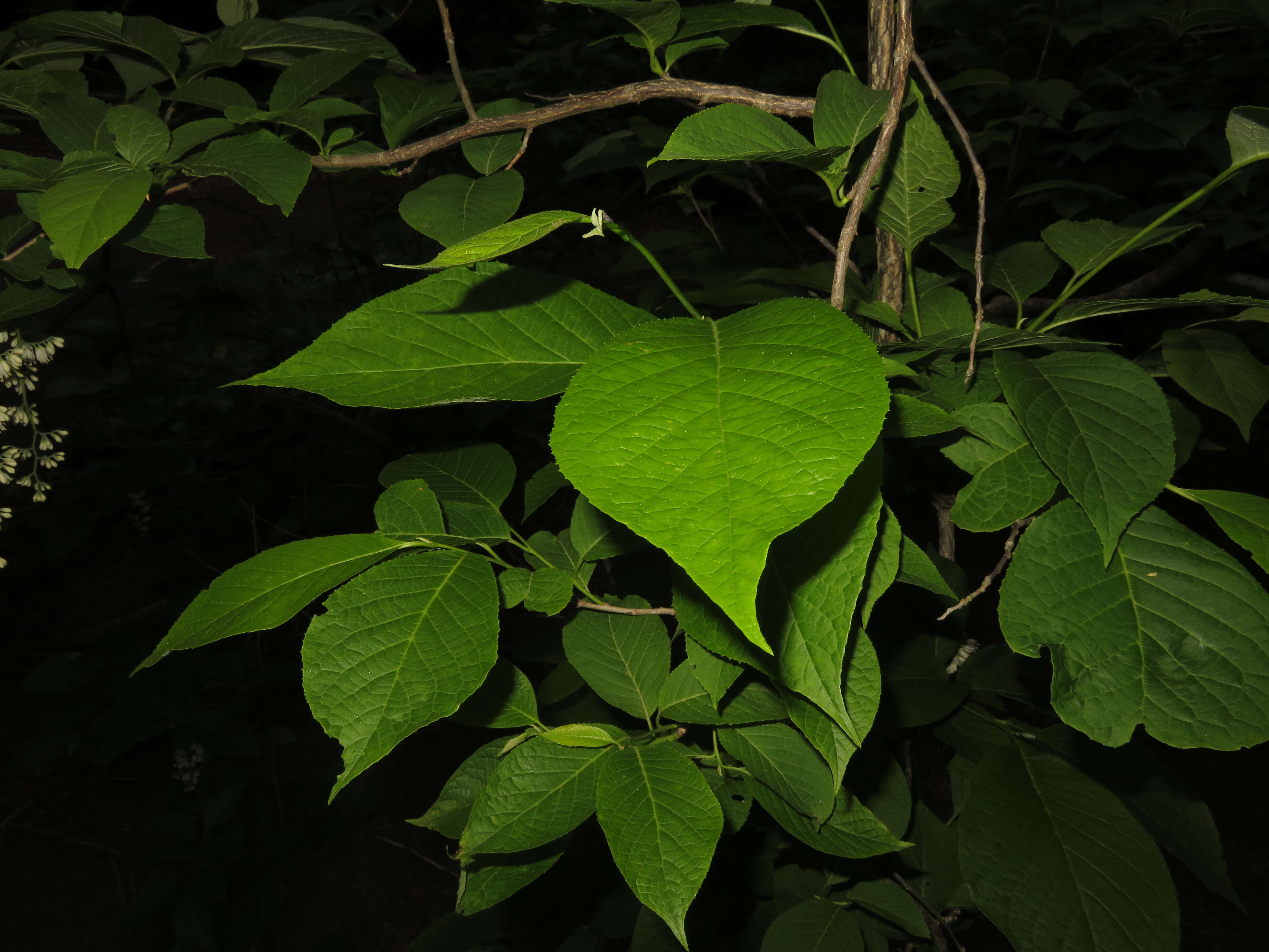 Image of Pterostyrax hispidus Sieb. & Zucc.