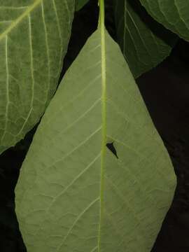 Imagem de Pterostyrax hispidus Sieb. & Zucc.