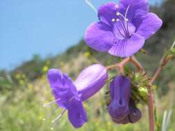 Image of wild canterbury bells