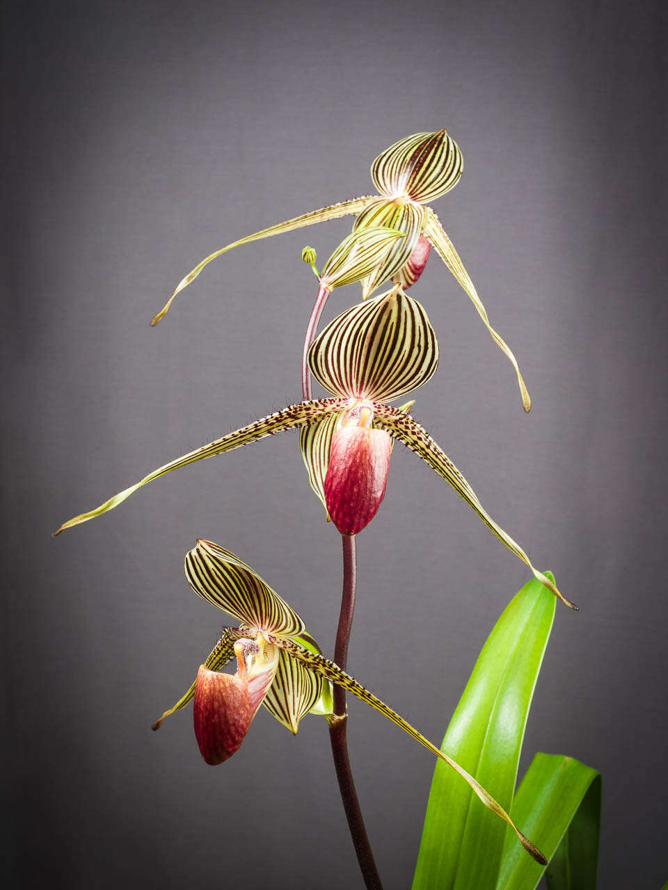 Image de Paphiopedilum rothschildianum (Rchb. fil.) Stein