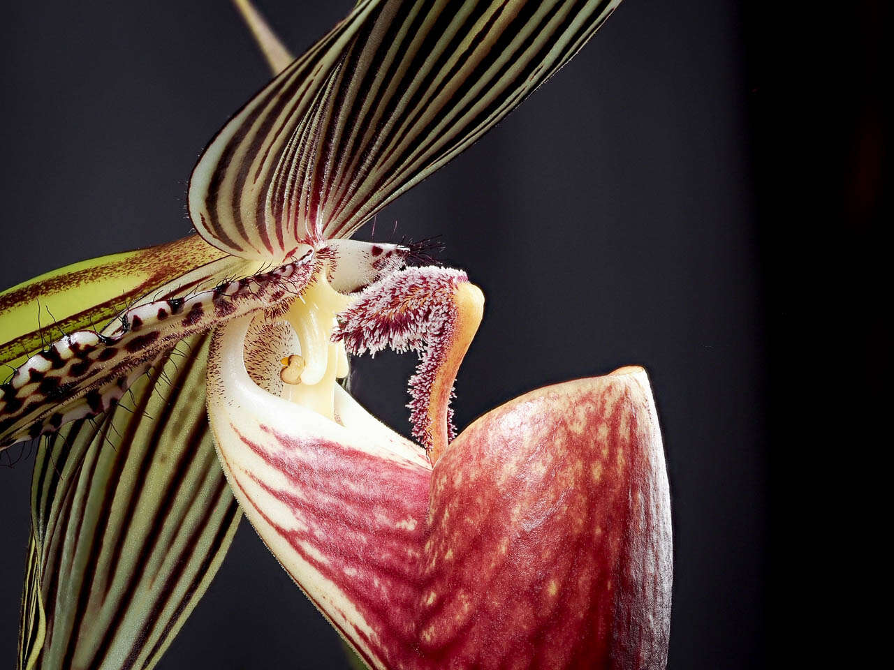 Image de Paphiopedilum rothschildianum (Rchb. fil.) Stein