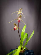 Image de Paphiopedilum rothschildianum (Rchb. fil.) Stein