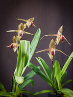 Image de Paphiopedilum rothschildianum (Rchb. fil.) Stein