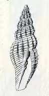 Image of Mitromorpha torticula (Dall 1889)