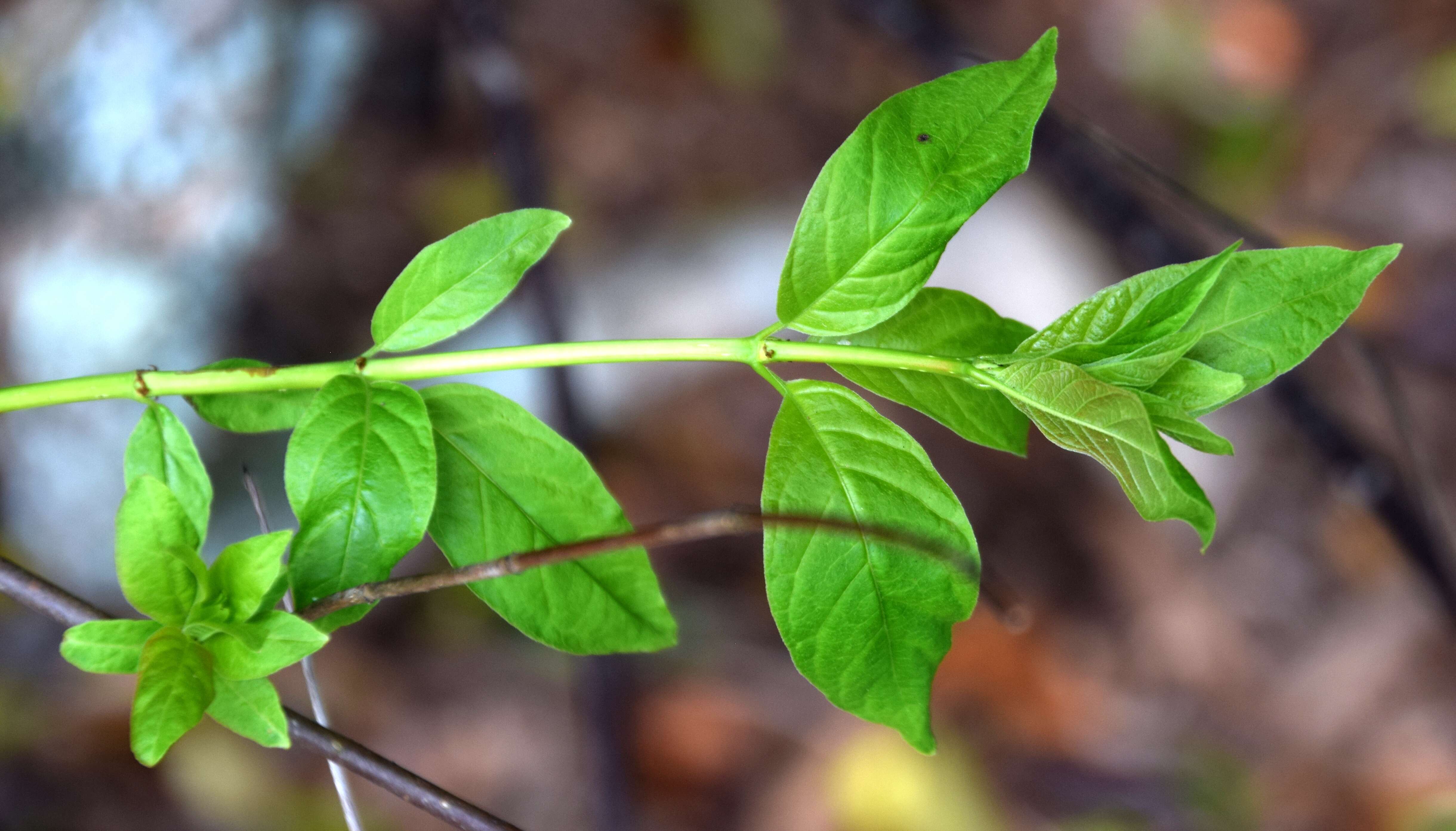 Image of common buttonbush