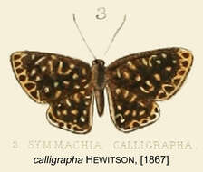 Image of Symmachia calligrapha Hewitson (1867)