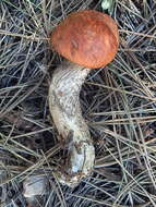 Image of Leccinum vulpinum Watling 1961