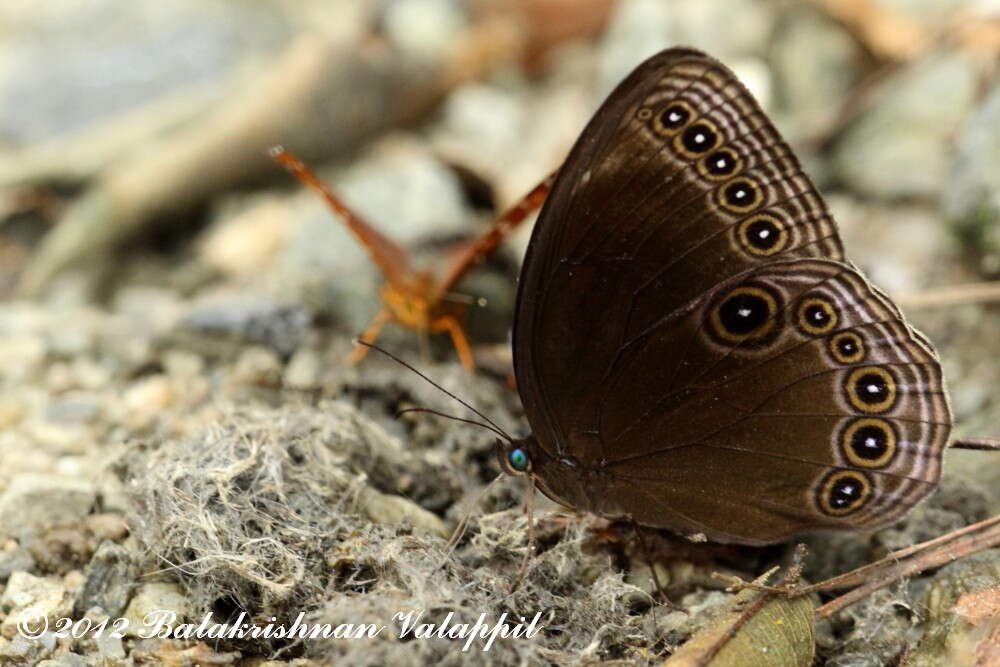 Imagem de Ethope himachala Moore 1857