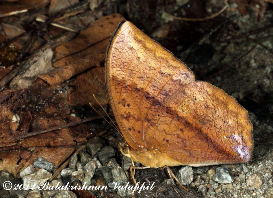 Imagem de Discophora sondaica Boisduval 1836