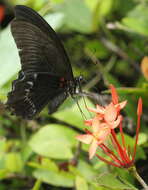 Image of Papilio mayo Atkinson 1873
