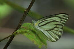 Image of Western Striped Albatross