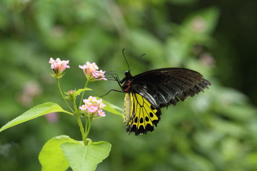 Troides helena (Linnaeus 1758) resmi