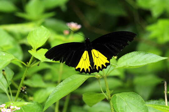 Troides helena (Linnaeus 1758) resmi