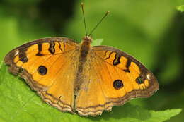 Image of Peacock Pansy