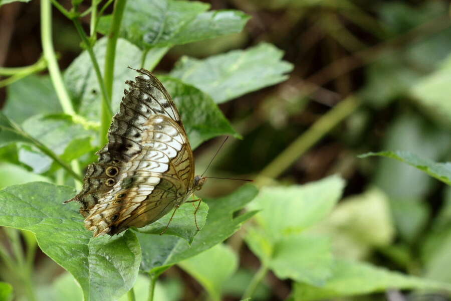 Vindula erota Fabricius 1793 resmi