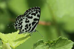 Image of Common Pierrot