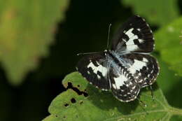 Image of Common Pierrot