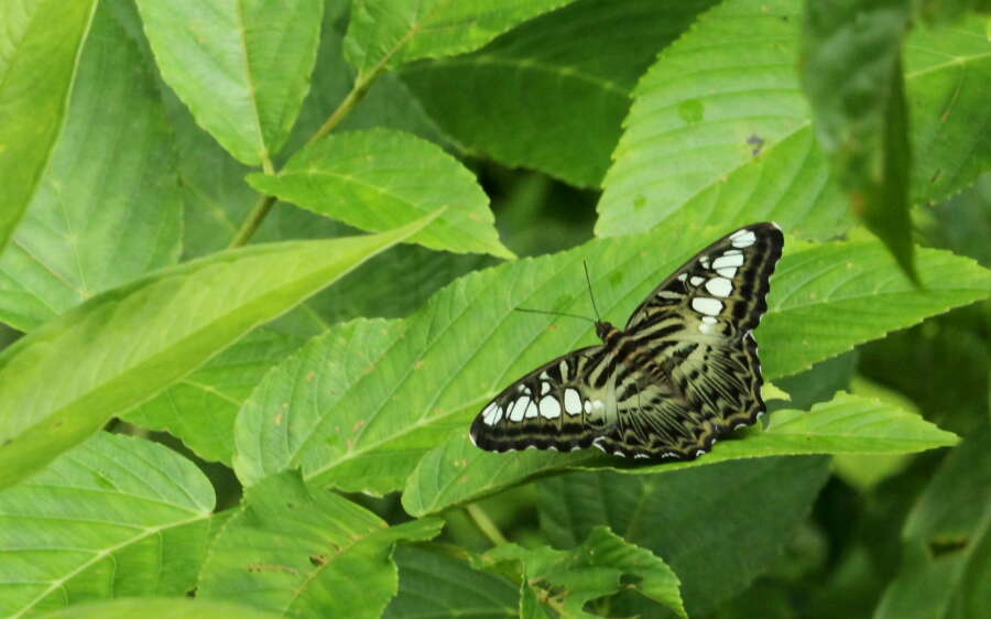 Imagem de Parthenos sylvia