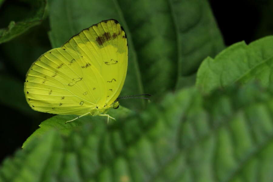 Image de Eurema blanda (Boisduval 1836)