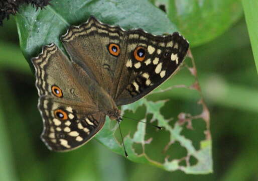 Image of Junonia lemonias Linnaeus 1758