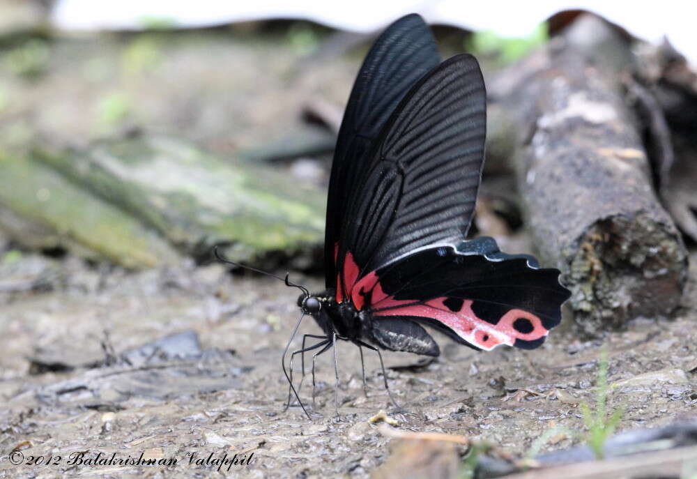 Sivun Papilio alcmenor Felder & Felder 1864 kuva