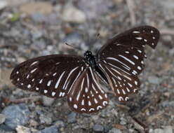 Image of Spotted Zebra Butterfly