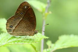 Image of Heteropsis adolphei