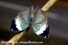 Image of Sahyadri blue oakleaf