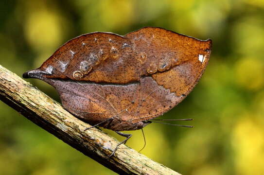 Image of Sahyadri blue oakleaf