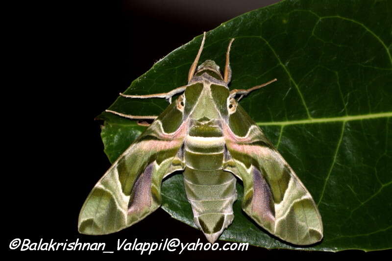 Image of oleander hawk-moth