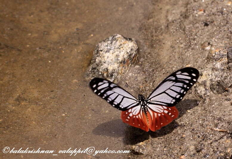 Image of Papilio agestor