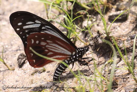 Sivun Papilio agestor kuva